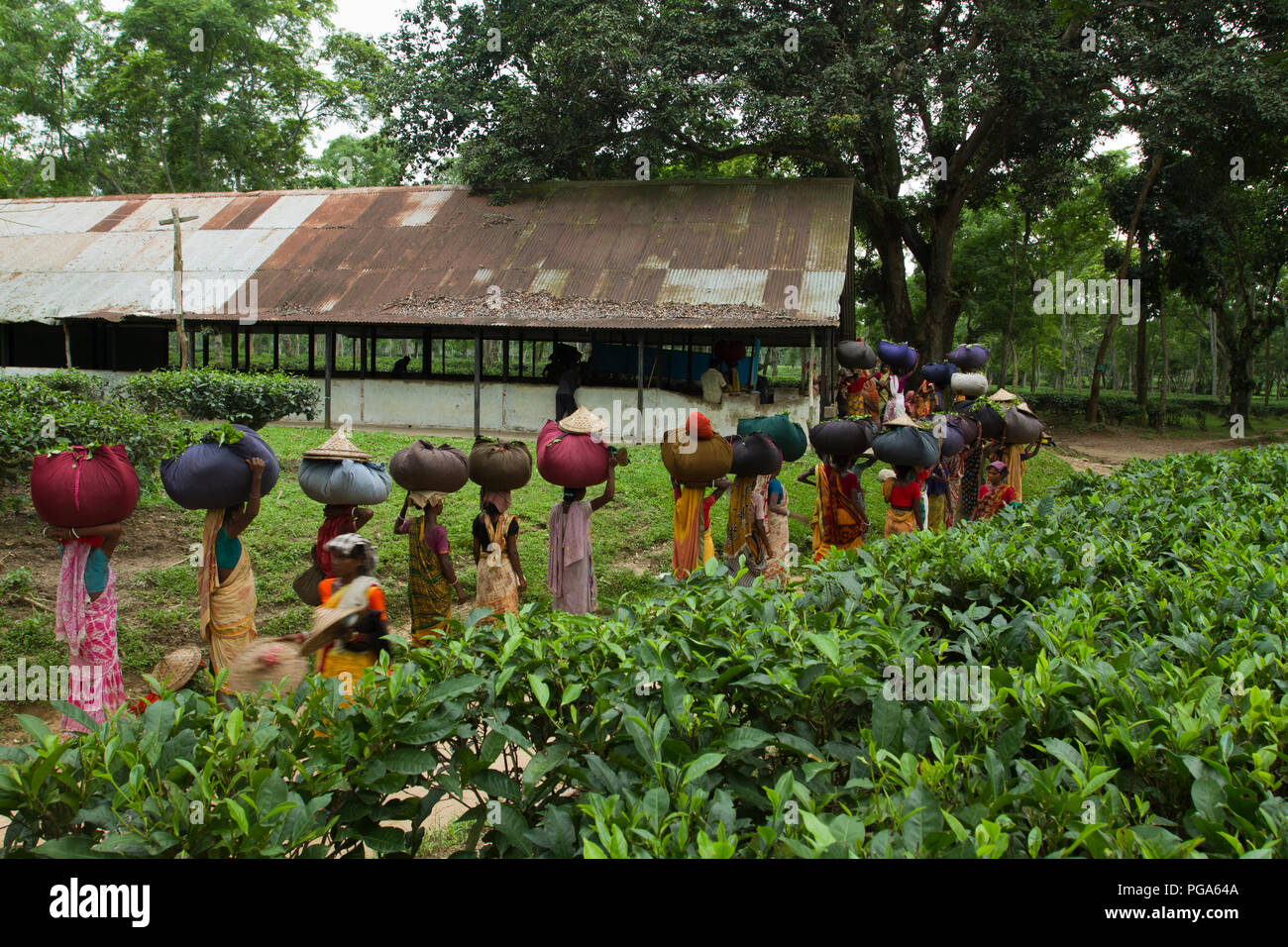 Les femmes portent des feuilles de thé panier pour le pesage de jours tirés au jardin de thé à Srimangal. Moulvibazar, Bangladesh. Banque D'Images