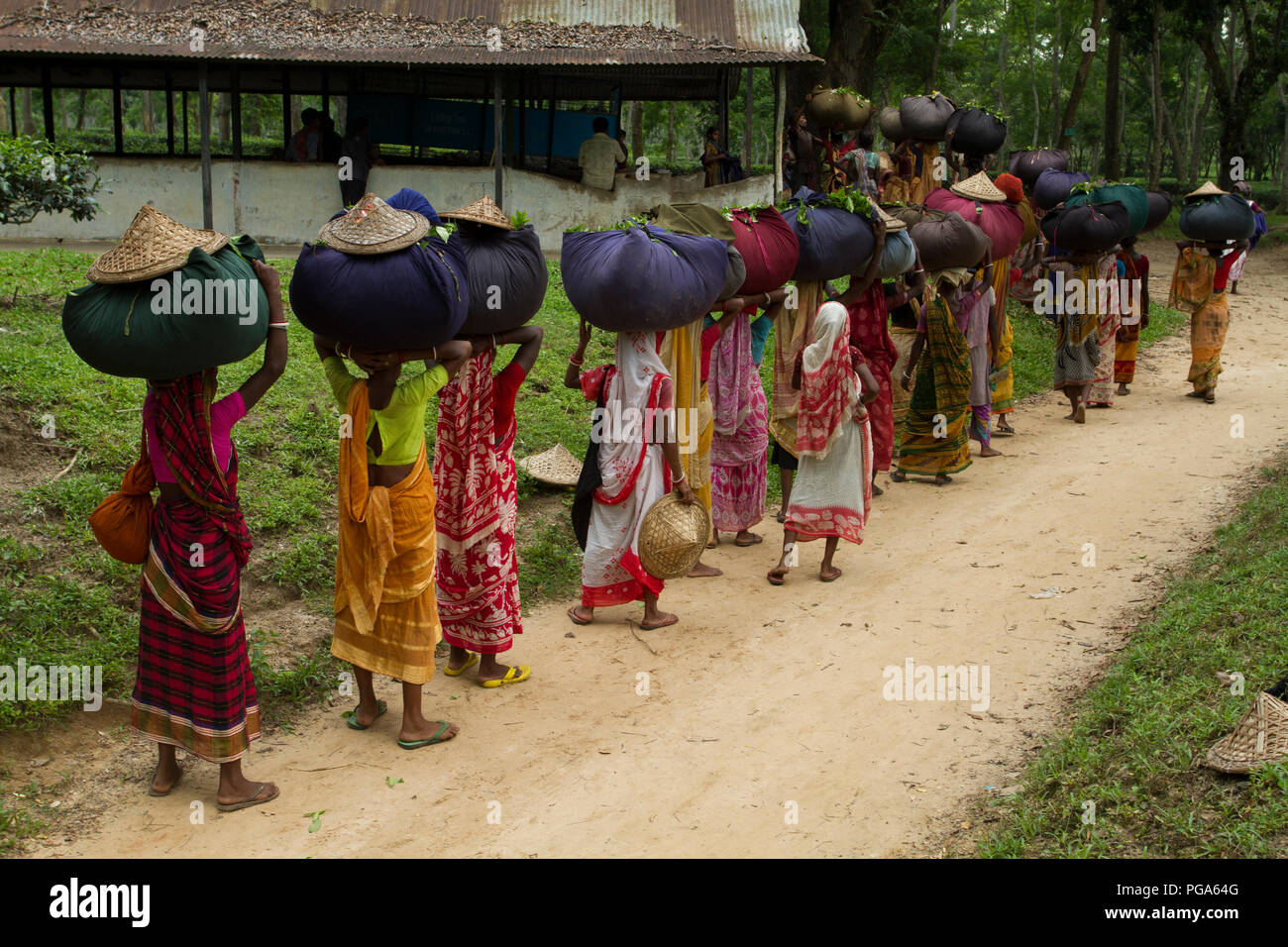 Les femmes portent des feuilles de thé panier pour le pesage de jours tirés au jardin de thé à Srimangal. Moulvibazar, Bangladesh. Banque D'Images