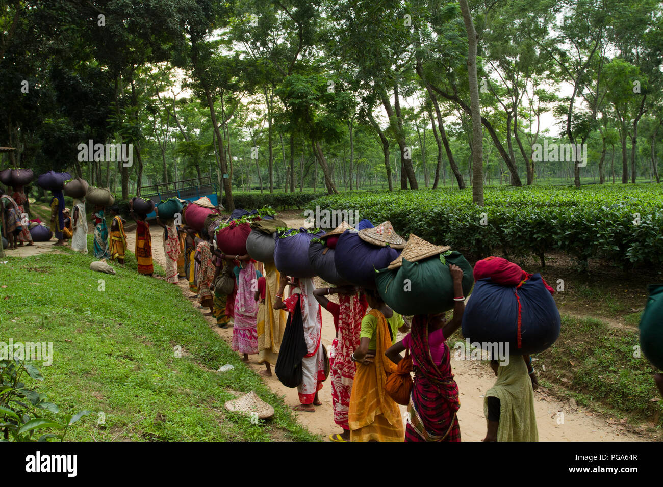 Les femmes portent des feuilles de thé panier pour le pesage de jours tirés au jardin de thé à Srimangal. Moulvibazar, Bangladesh. Banque D'Images