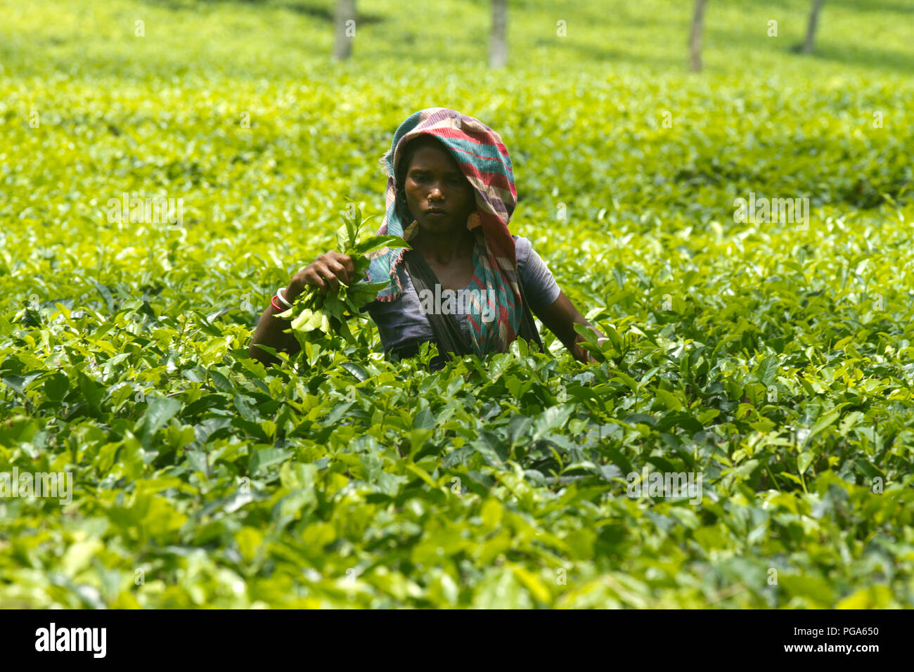 Les feuilles de thé femme plucker travaille au jardin de thé. Srimangal, Moulvibazar, Bangladesh. Banque D'Images
