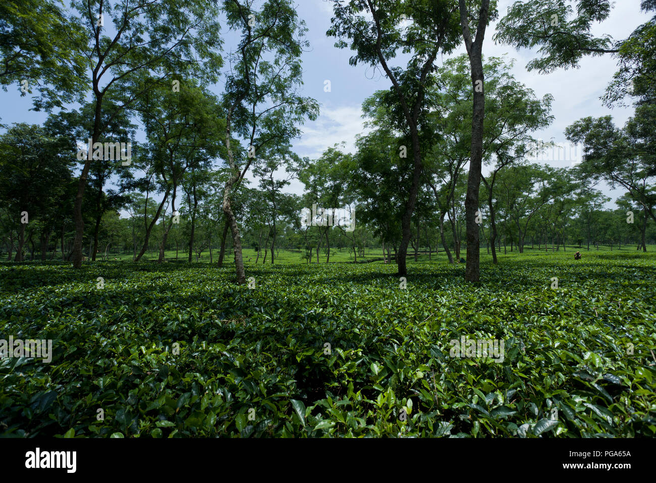 Jardin de thé à Srimangal. Moulvibazar, Bangladesh. Banque D'Images