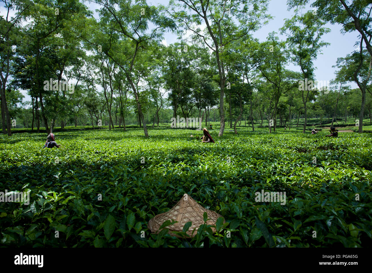 Les cueilleurs de feuilles de thé au travail tea garden. Srimangal, Moulvibazar, Bangladesh. Banque D'Images