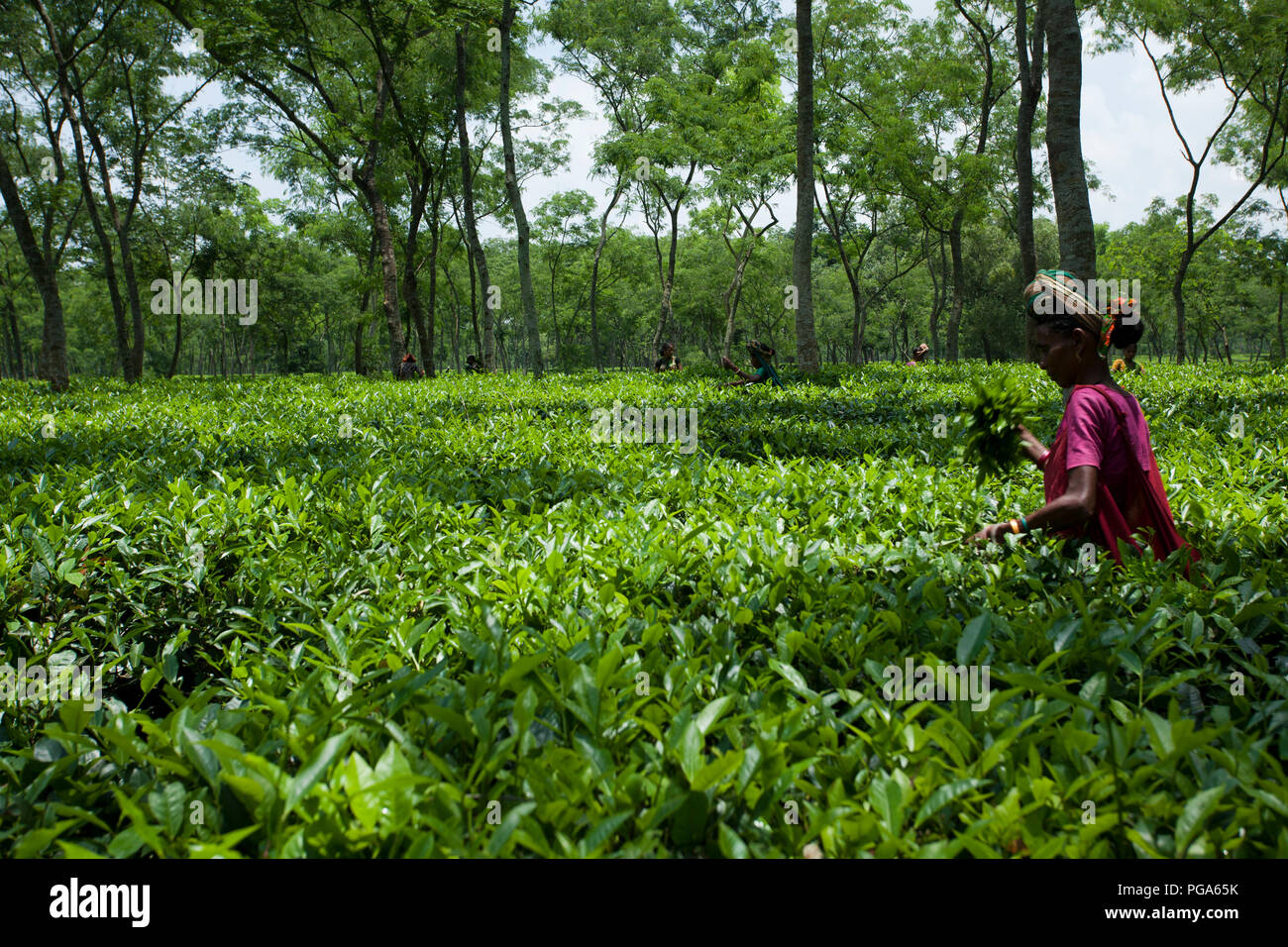 Les cueilleurs de feuilles de thé au travail tea garden. Srimangal, Moulvibazar, Bangladesh. Banque D'Images