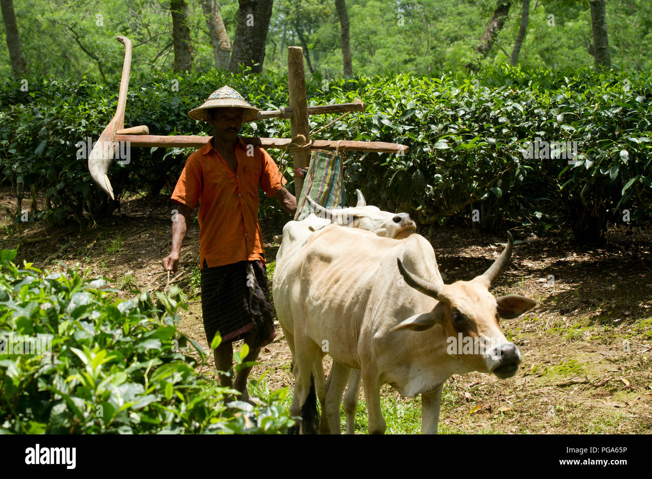 Un agriculteur va au champ avec son bétail et labourer à travers le jardin de thé. Srimangal, Sylhet, Bangladesh. Banque D'Images