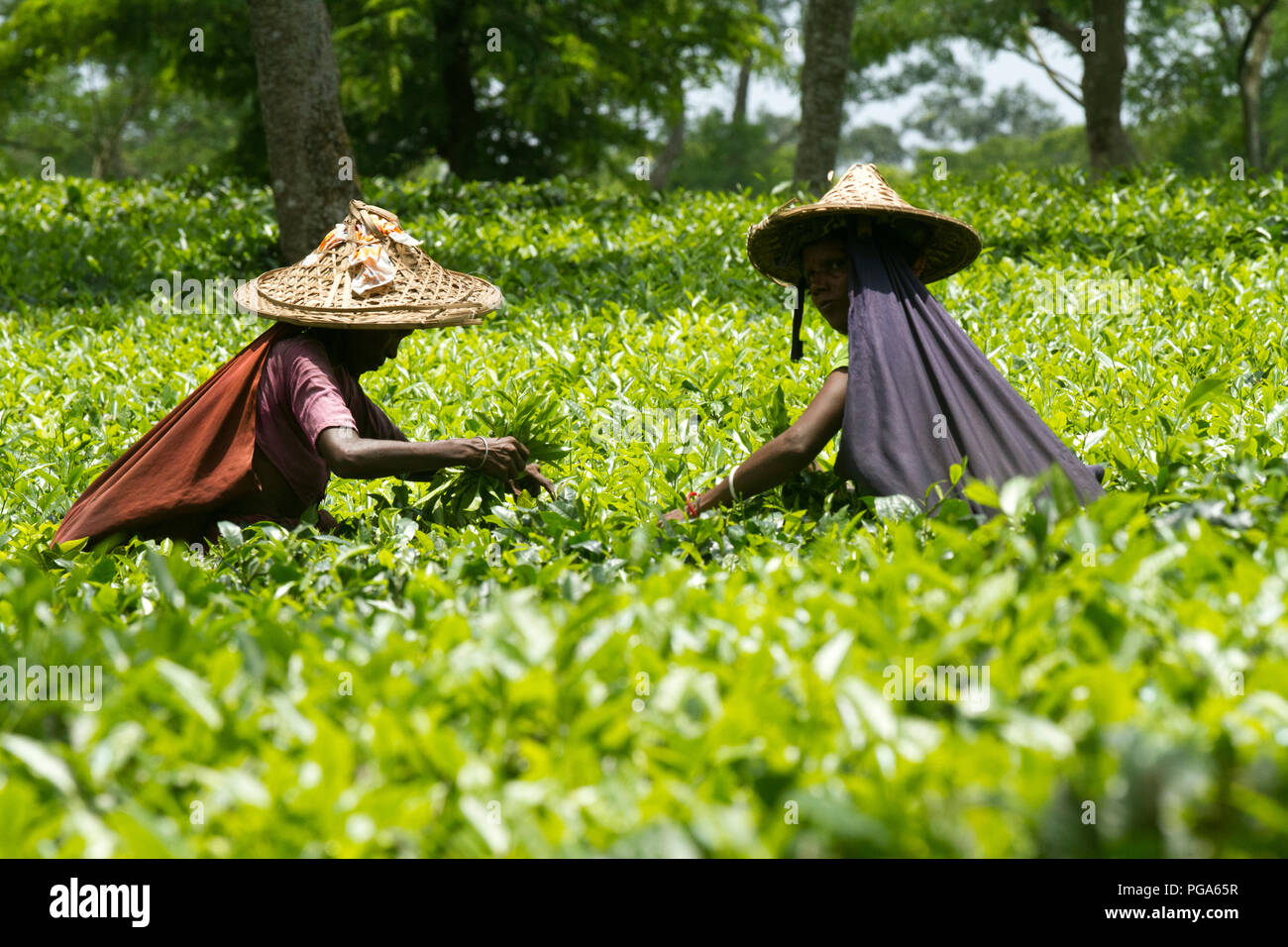 Les cueilleurs de feuilles de thé au travail tea garden. Srimangal, Moulvibazar, Bangladesh. Banque D'Images