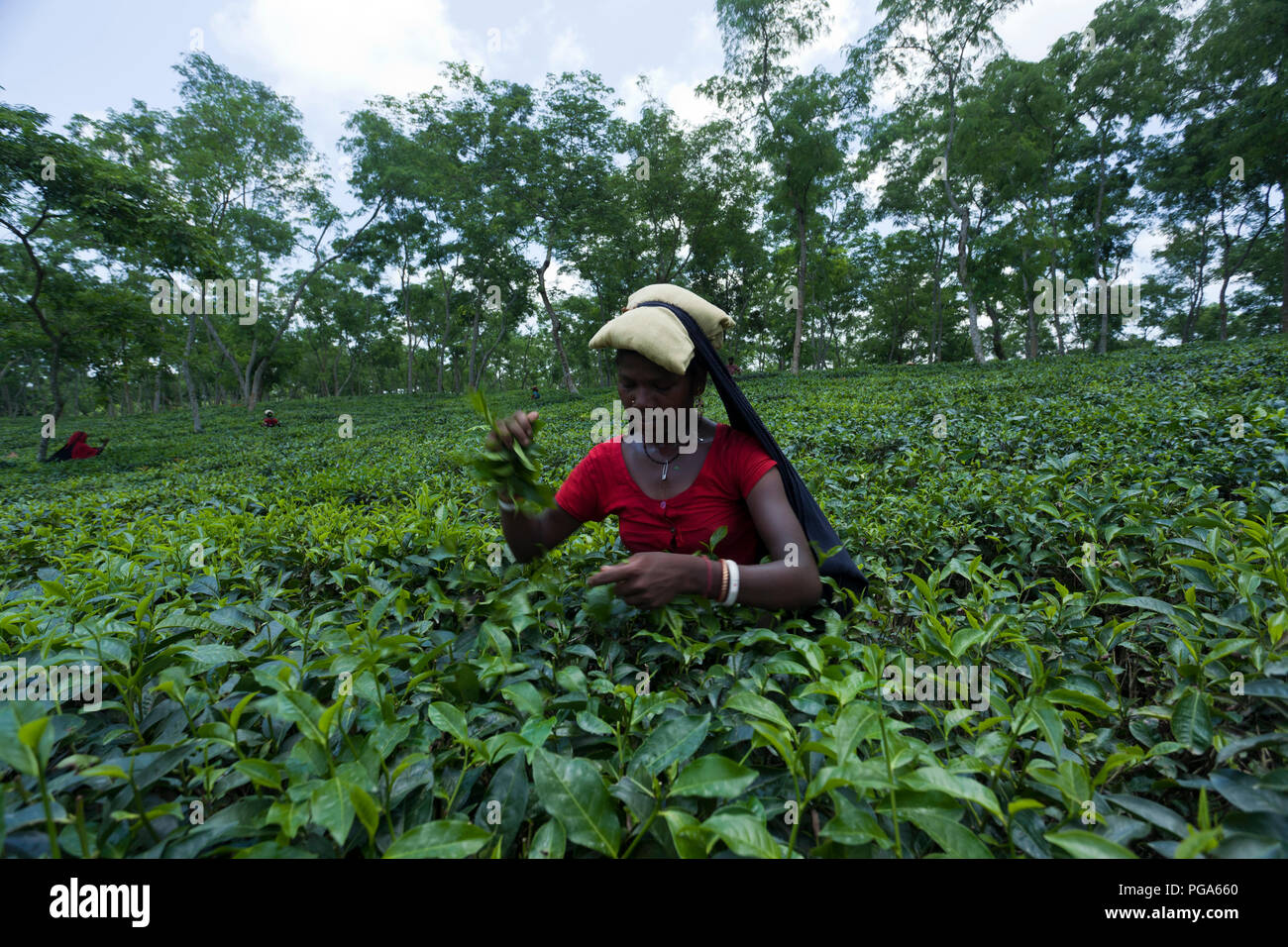 Les cueilleurs de feuilles de thé au travail tea garden. Srimangal, Moulvibazar, Bangladesh. Banque D'Images
