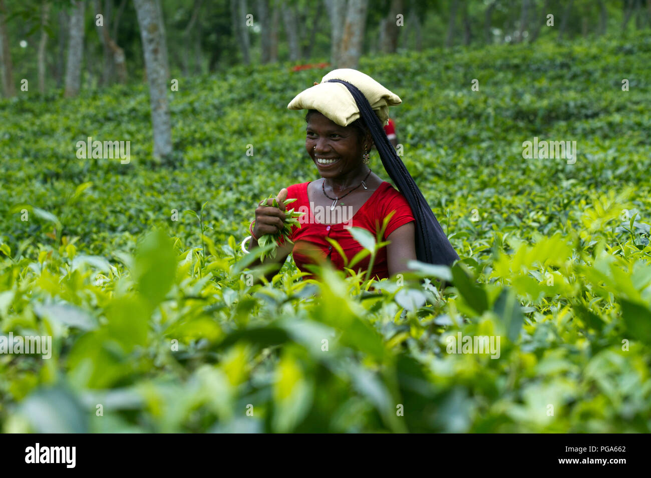 Les feuilles de thé femme plucker travaille au jardin de thé. Srimangal, Moulvibazar, Bangladesh. Banque D'Images