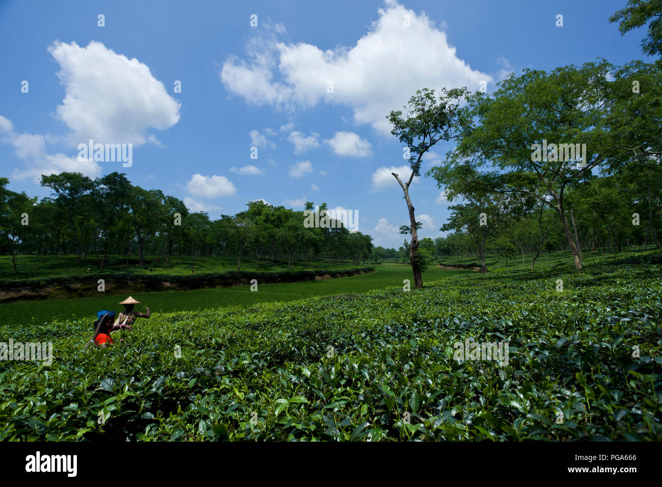 Les cueilleurs de feuilles de thé au travail tea garden. Srimangal, Moulvibazar, Bangladesh. Banque D'Images