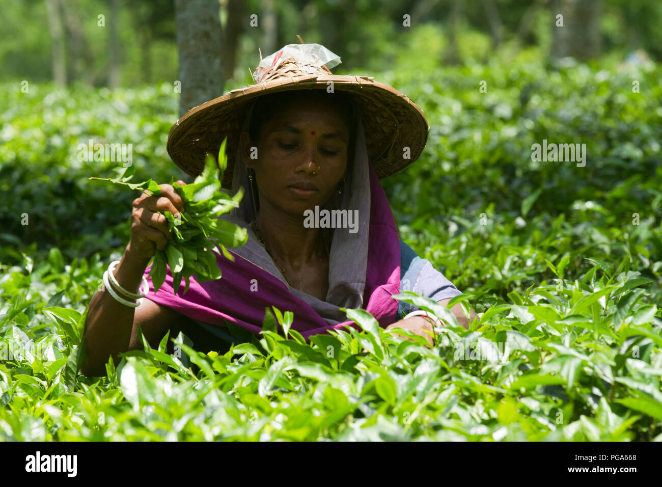 Les feuilles de thé femme plucker travaille au jardin de thé. Srimangal, Moulvibazar, Bangladesh. Banque D'Images
