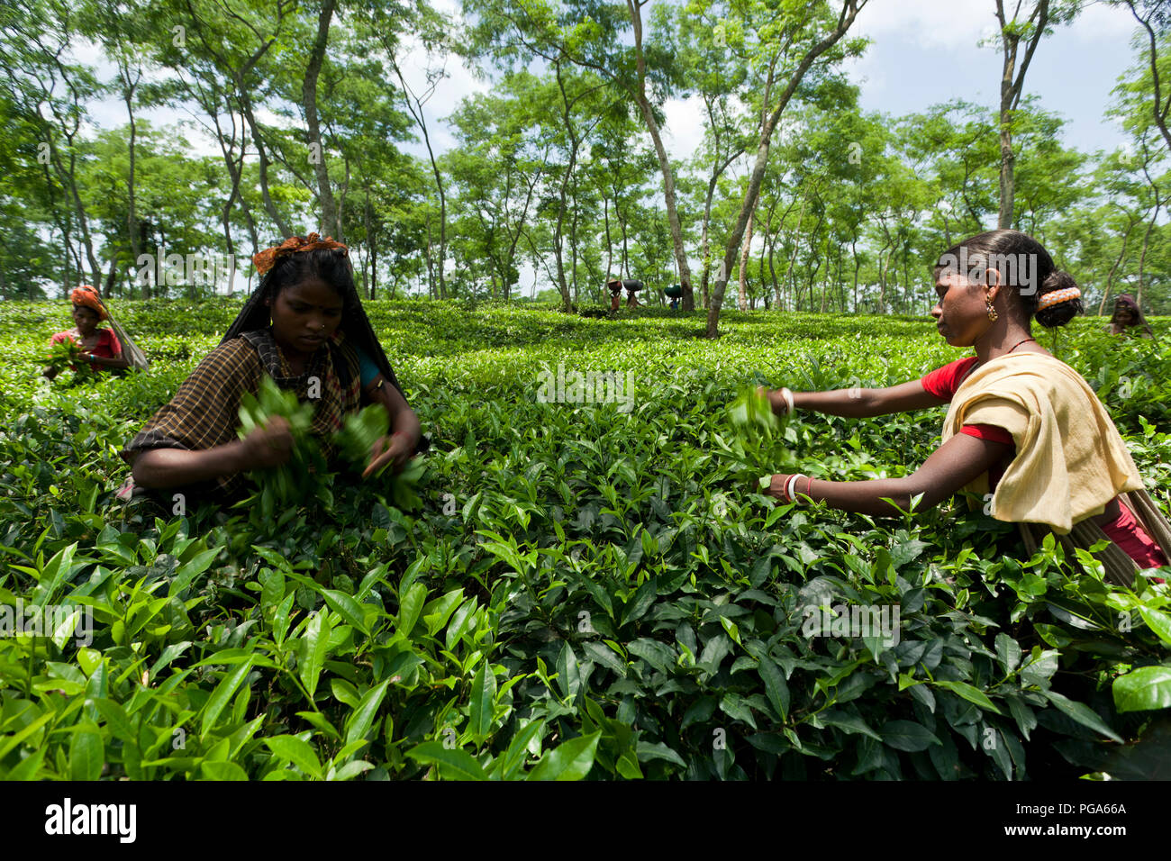 Les cueilleurs de feuilles de thé au travail tea garden. Srimangal, Moulvibazar, Bangladesh. Banque D'Images