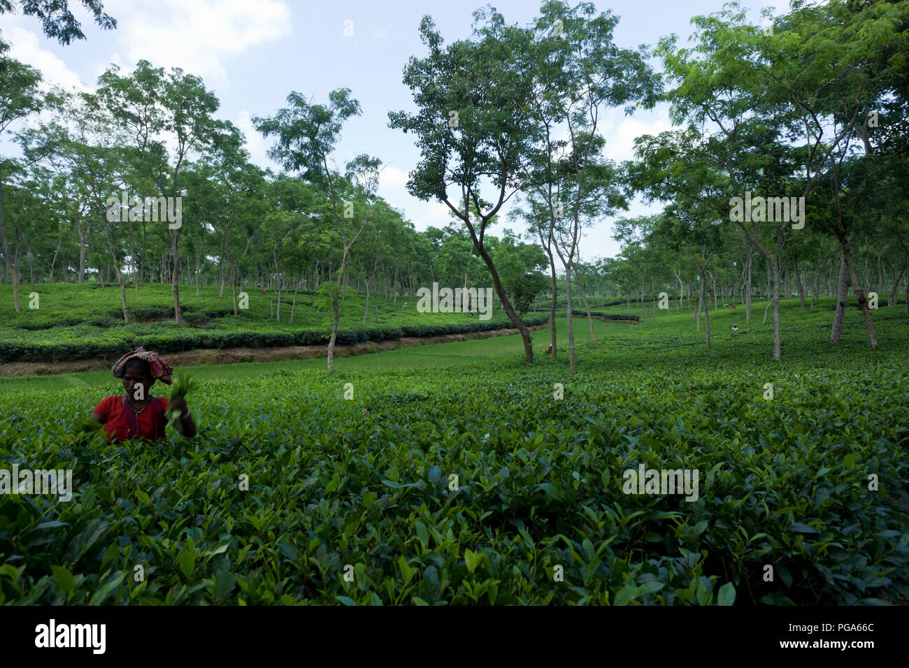 Les cueilleurs de feuilles de thé au travail tea garden. Srimangal, Moulvibazar, Bangladesh. Banque D'Images