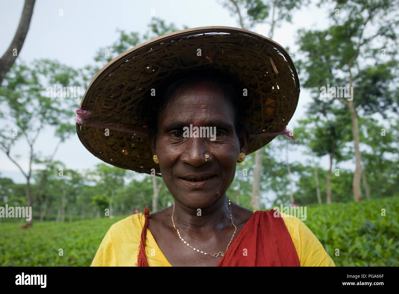 Portrait d'une femme de feuilles de thé plucker. Srimangal, Moulvibazar, Bangladesh. Banque D'Images