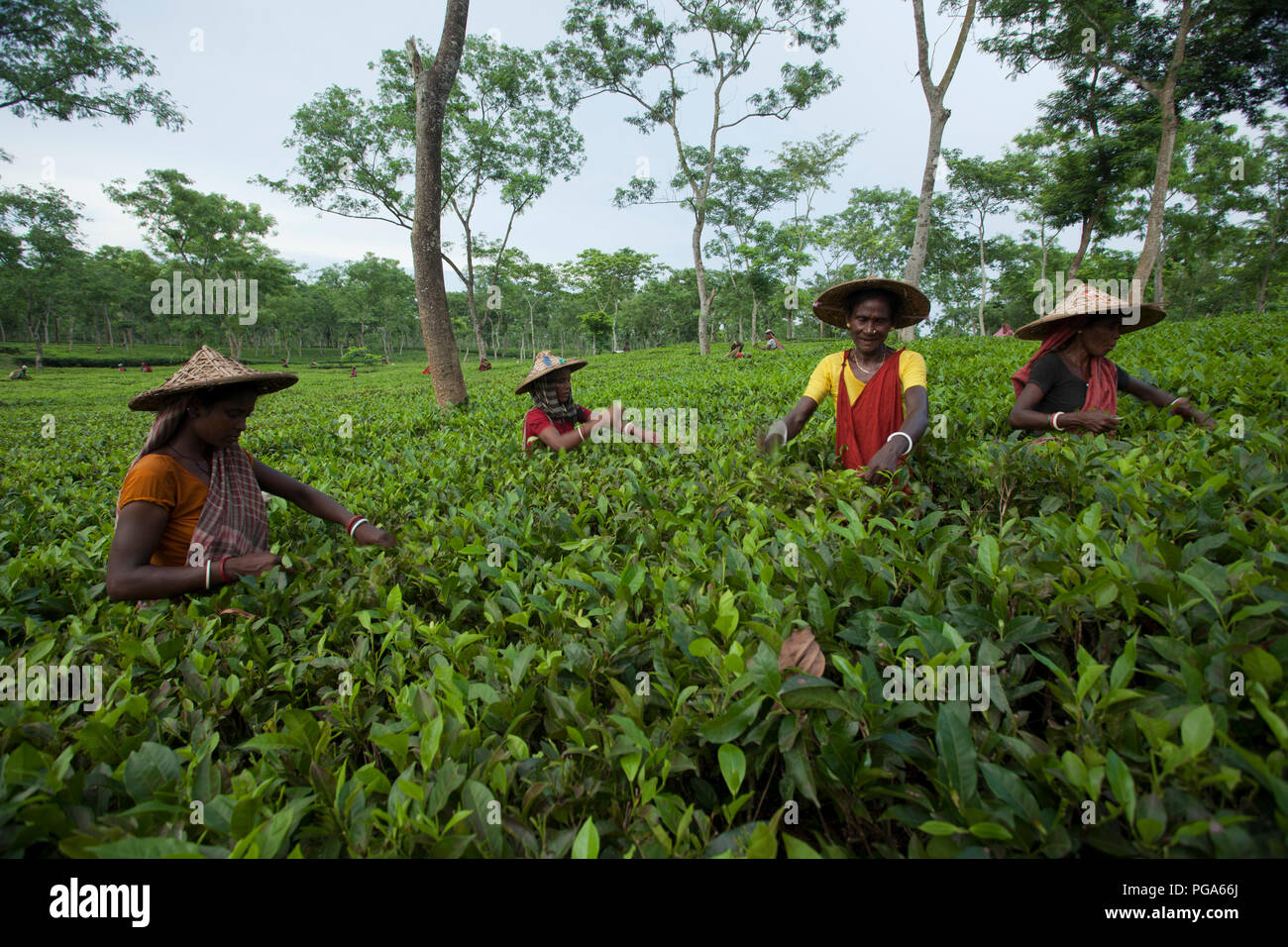 Les cueilleurs de feuilles de thé au travail tea garden. Srimangal, Moulvibazar, Bangladesh. Banque D'Images