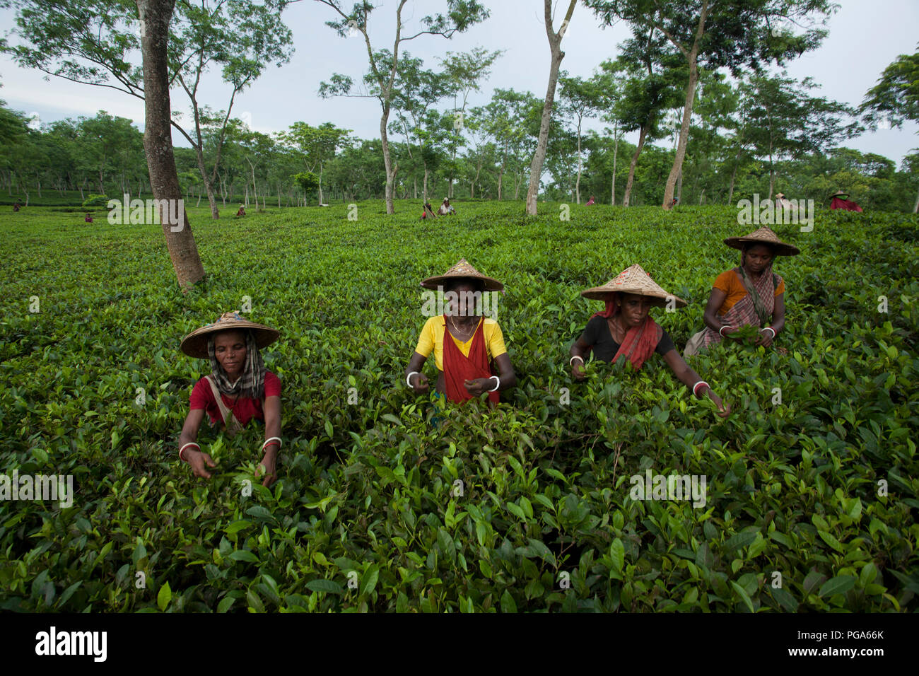 Les cueilleurs de feuilles de thé au travail tea garden. Srimangal, Moulvibazar, Bangladesh. Banque D'Images