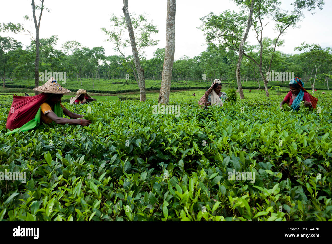 Les cueilleurs de feuilles de thé au travail tea garden. Srimangal, Moulvibazar, Bangladesh. Banque D'Images