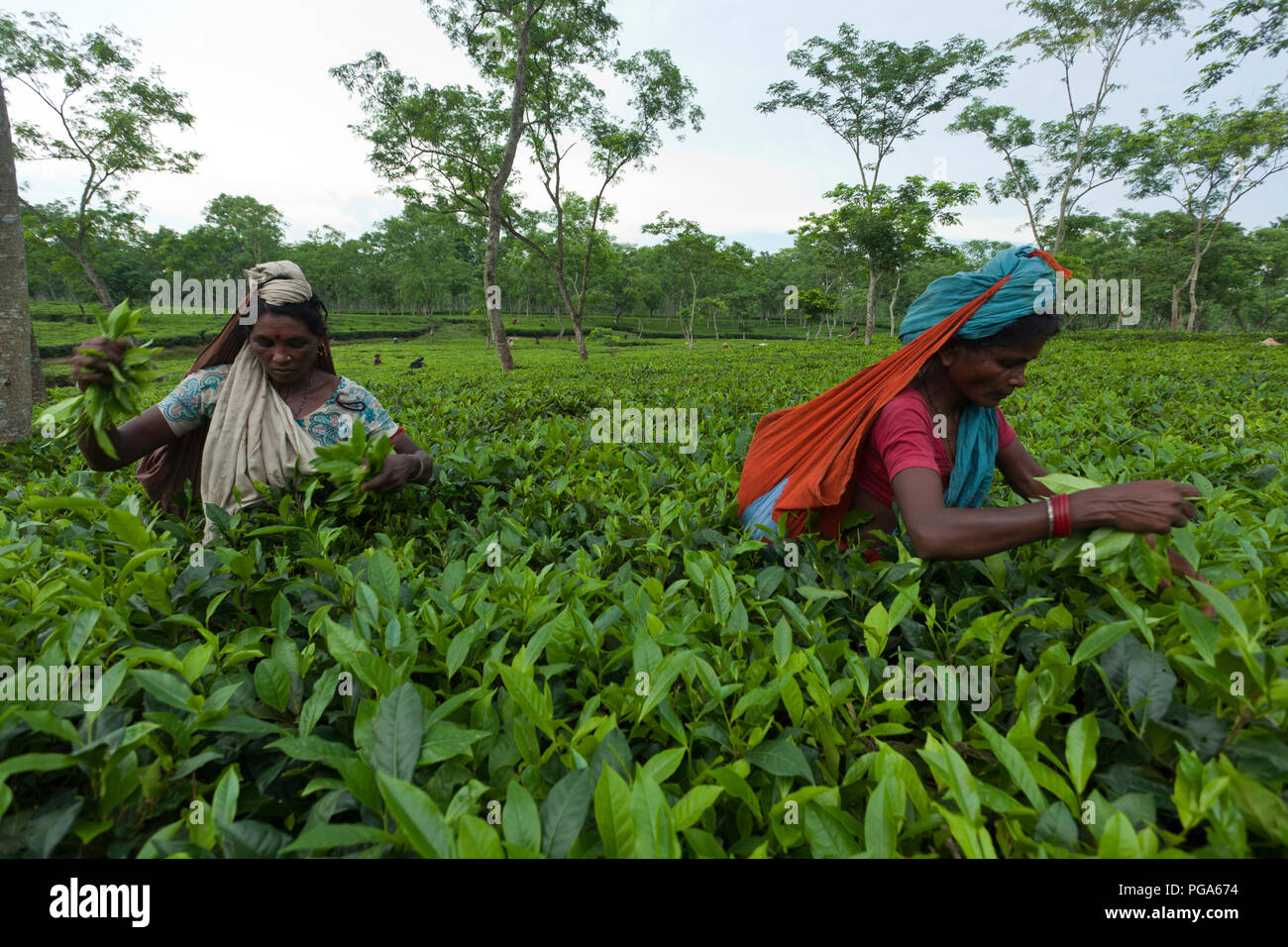 Les cueilleurs de feuilles de thé au travail tea garden. Srimangal, Moulvibazar, Bangladesh. Banque D'Images