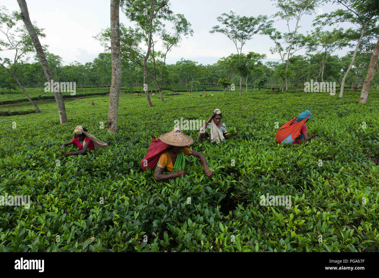 Les cueilleurs de feuilles de thé au travail tea garden. Srimangal, Moulvibazar, Bangladesh. Banque D'Images