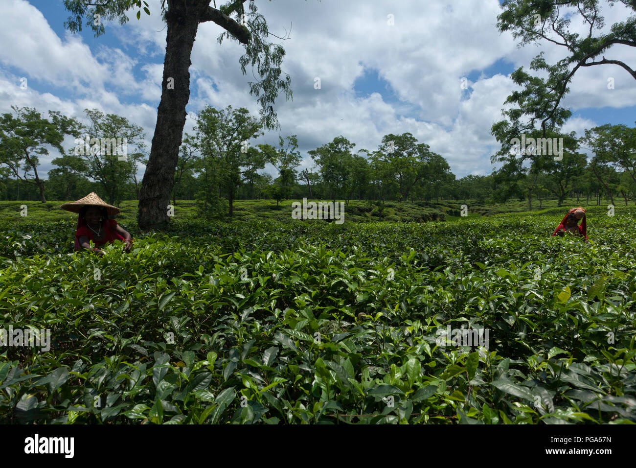 Les cueilleurs de feuilles de thé au travail tea garden. Srimangal, Moulvibazar, Bangladesh. Banque D'Images