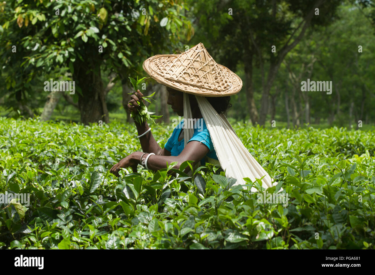 Les feuilles de thé femme plucker travaille au jardin de thé. Srimangal, Moulvibazar, Bangladesh. Banque D'Images