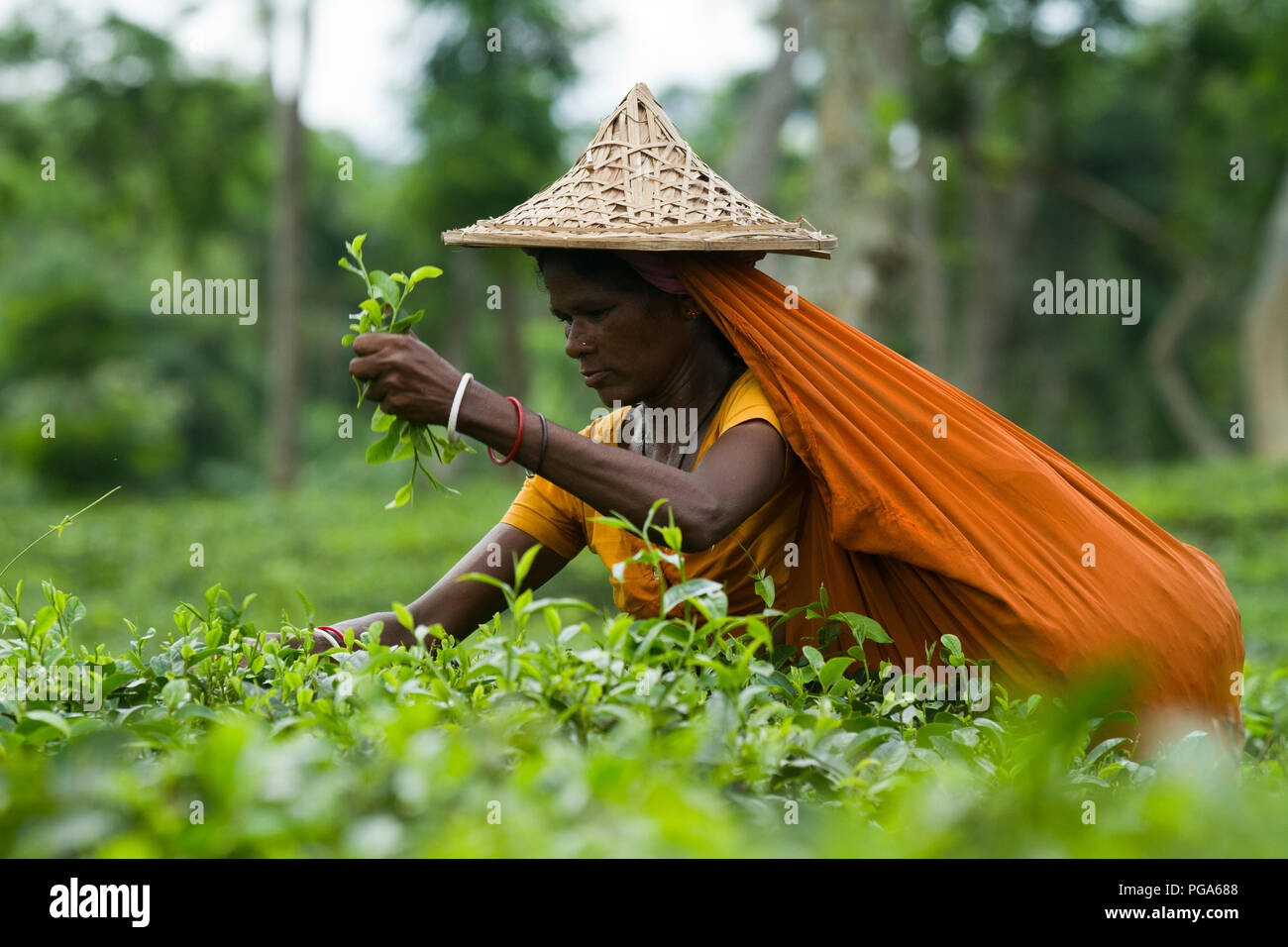 Les feuilles de thé femme plucker travaille au jardin de thé. Srimangal, Moulvibazar, Bangladesh. Banque D'Images