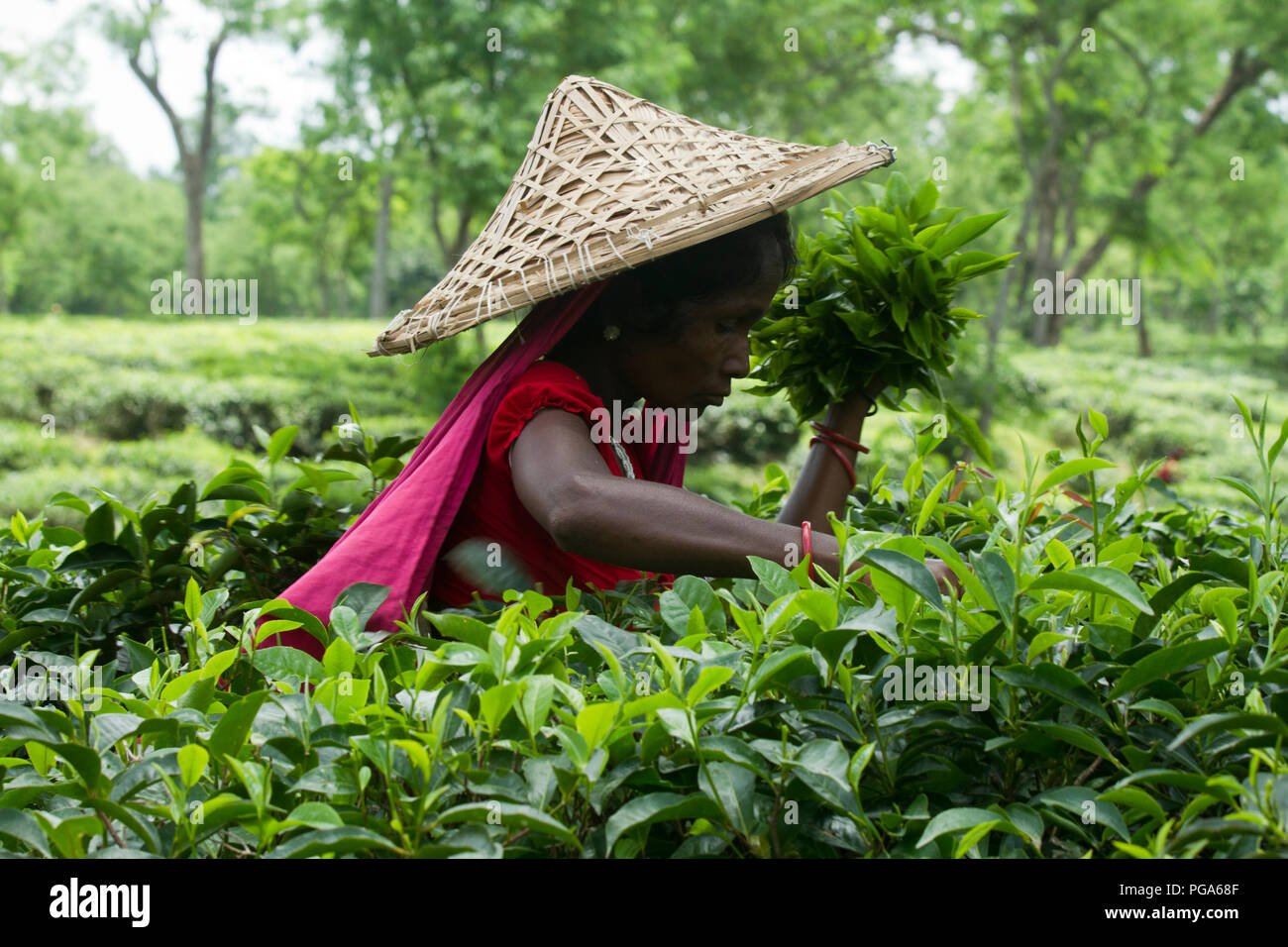 Les feuilles de thé femme plucker travaille au jardin de thé. Srimangal, Moulvibazar, Bangladesh. Banque D'Images
