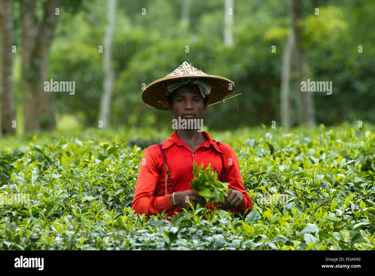 Les feuilles de thé mâle plucker travaille au jardin de thé. Srimangal, Moulvibazar, Bangladesh. Banque D'Images