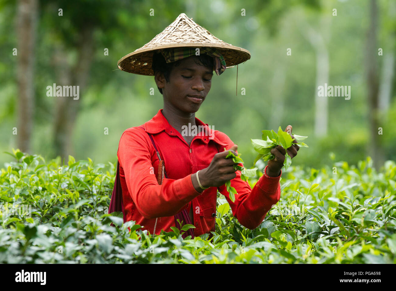 Les feuilles de thé mâle plucker travaille au jardin de thé. Srimangal, Moulvibazar, Bangladesh. Banque D'Images