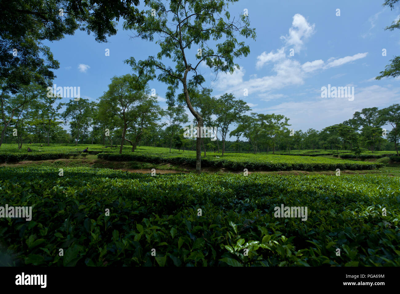Jardin de thé à Srimangal. Moulvibazar, Bangladesh. Banque D'Images