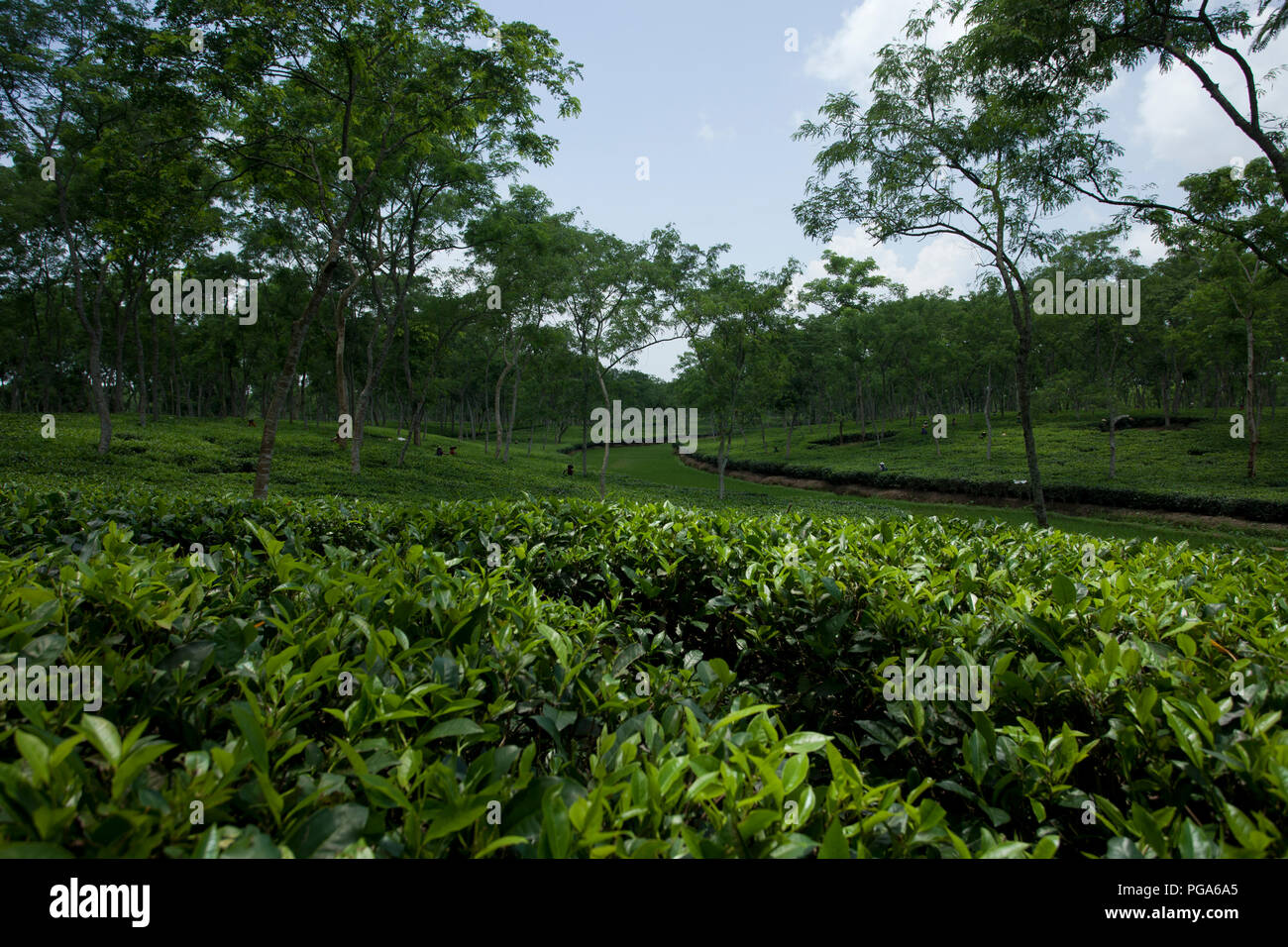 Jardin de thé à Srimangal. Moulvibazar, Bangladesh. Banque D'Images