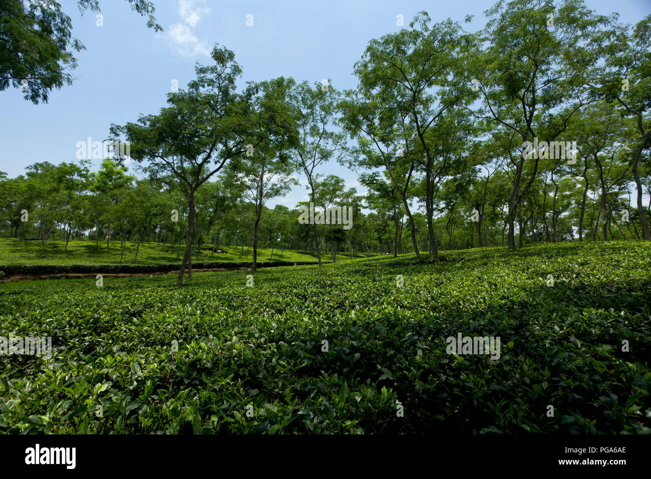 Jardin de thé à Srimangal. Moulvibazar, Bangladesh. Banque D'Images