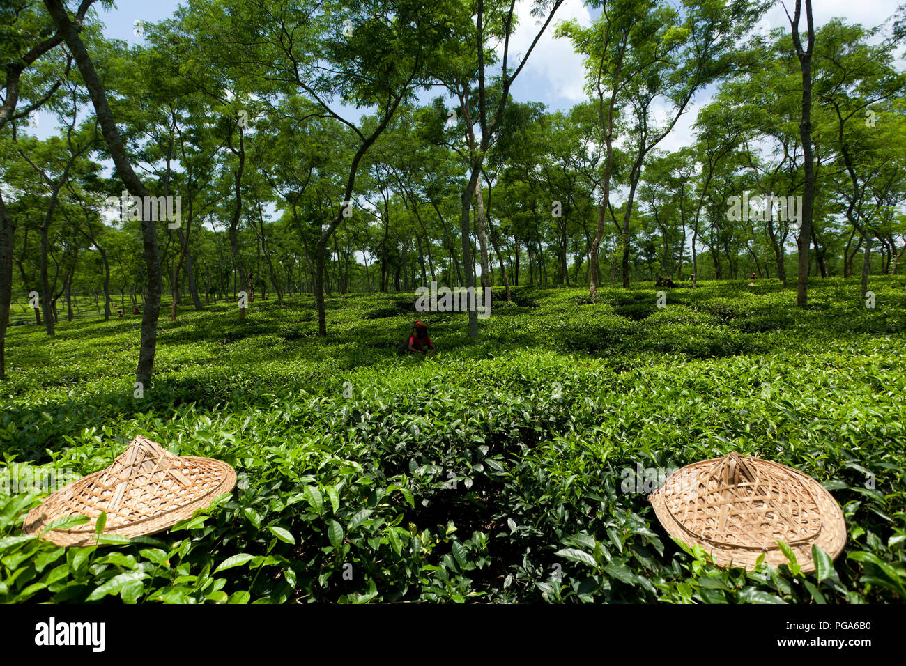 Jardin de thé à Srimangal. Moulvibazar, Bangladesh. Banque D'Images