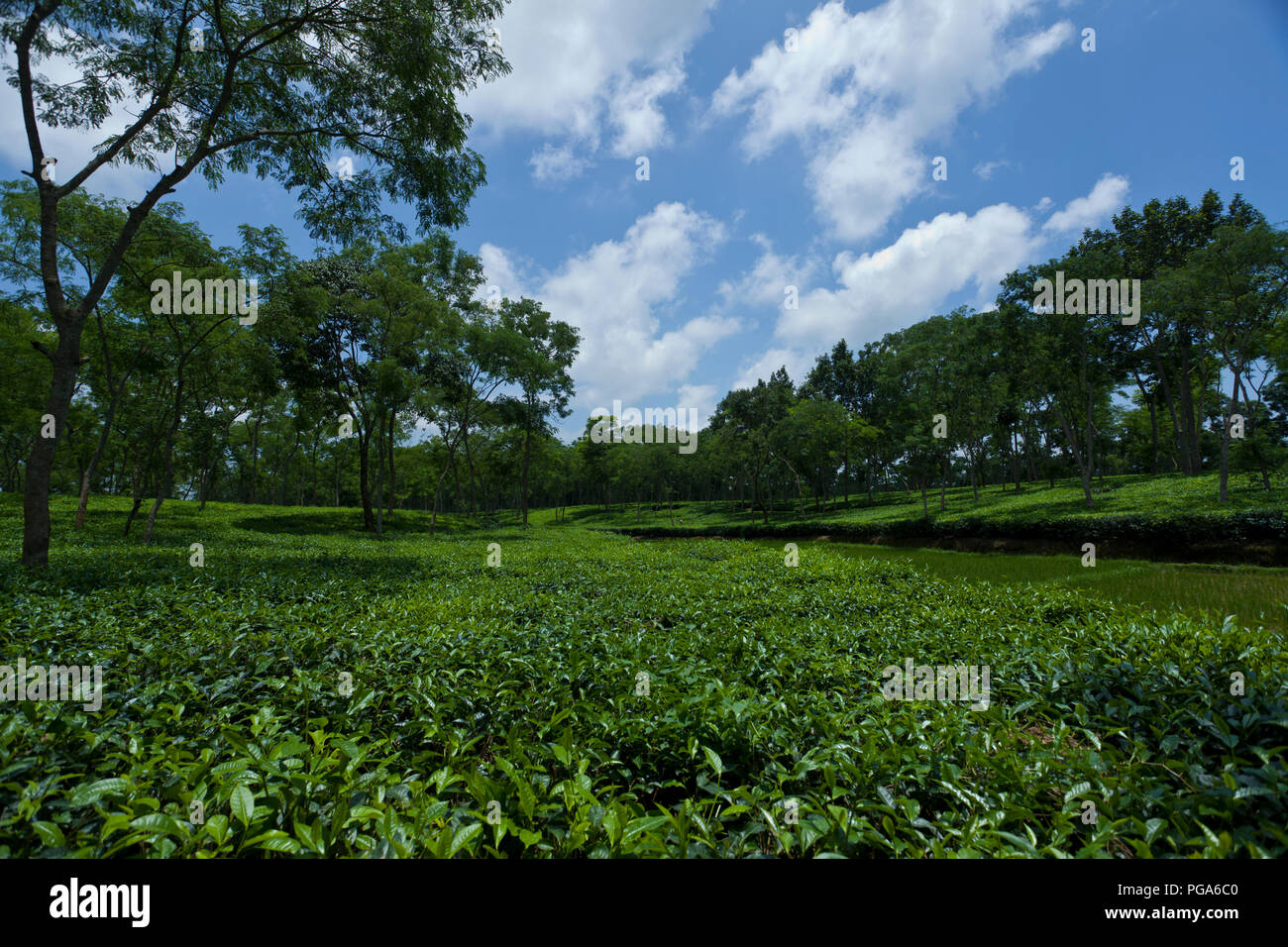 Jardin de thé à Srimangal. Moulvibazar, Bangladesh. Banque D'Images