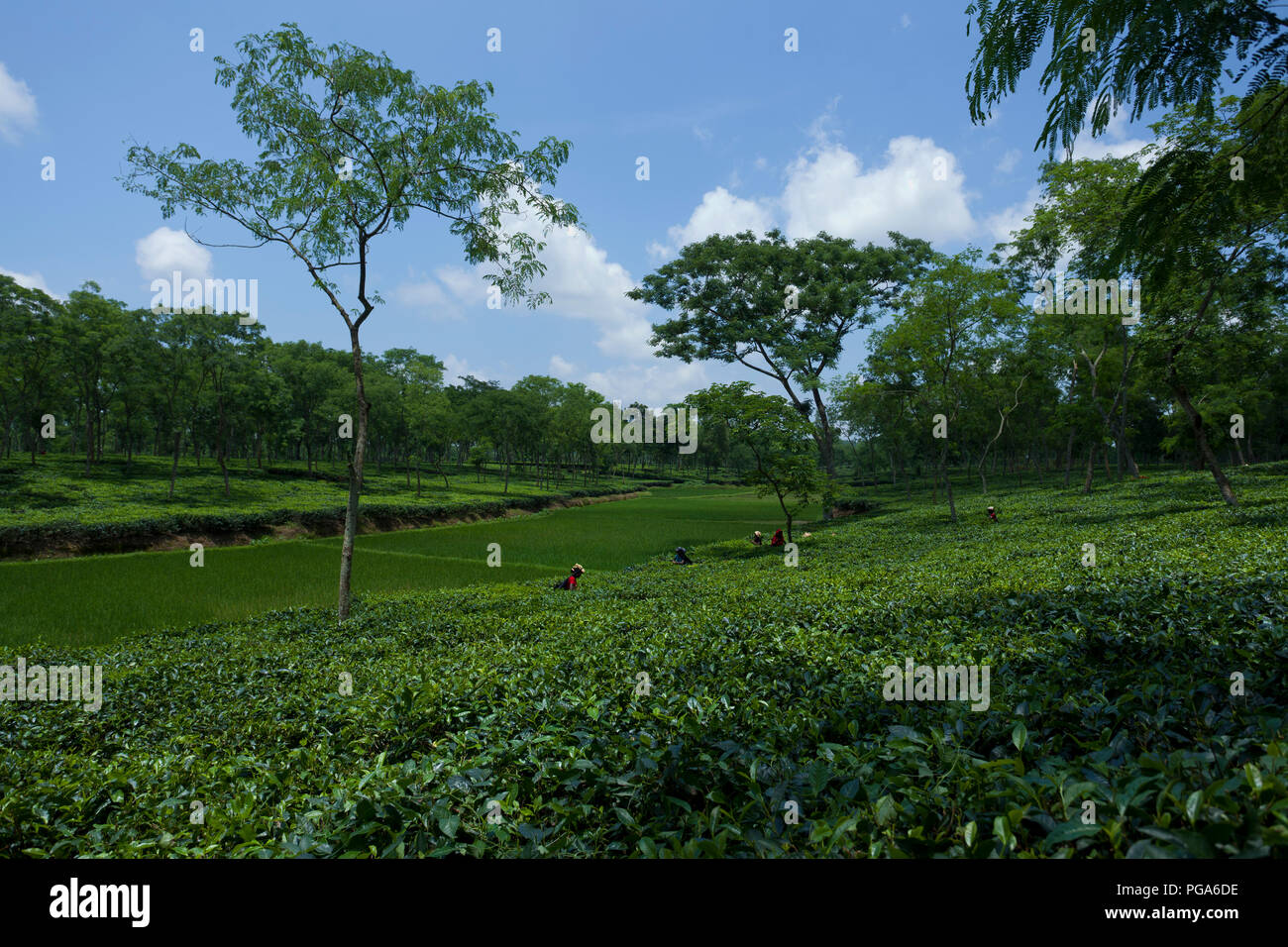 Jardin de thé à Srimangal. Moulvibazar, Bangladesh. Banque D'Images