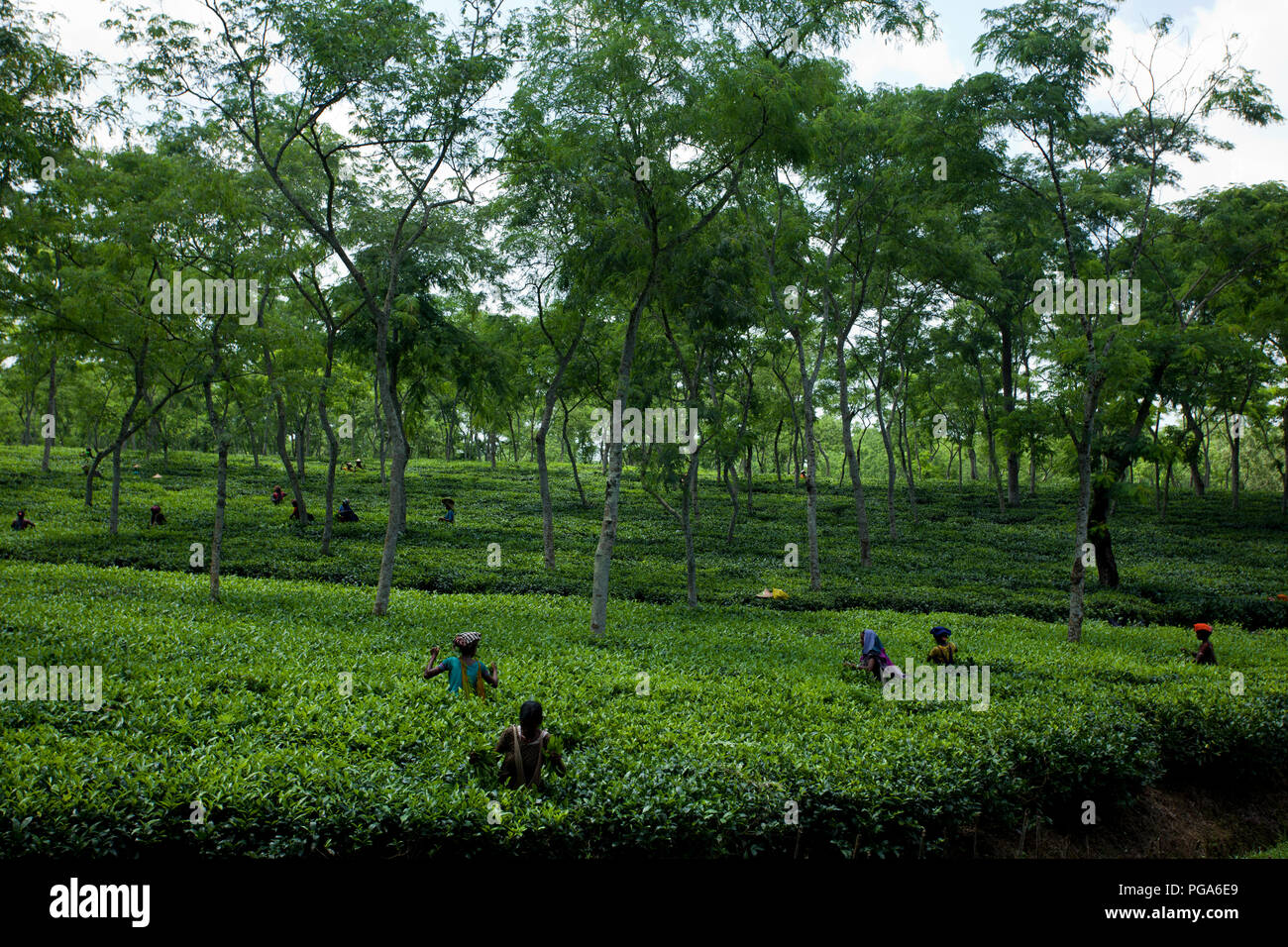 Les cueilleurs de feuilles de thé au travail tea garden. Srimangal, Moulvibazar, Bangladesh. Banque D'Images