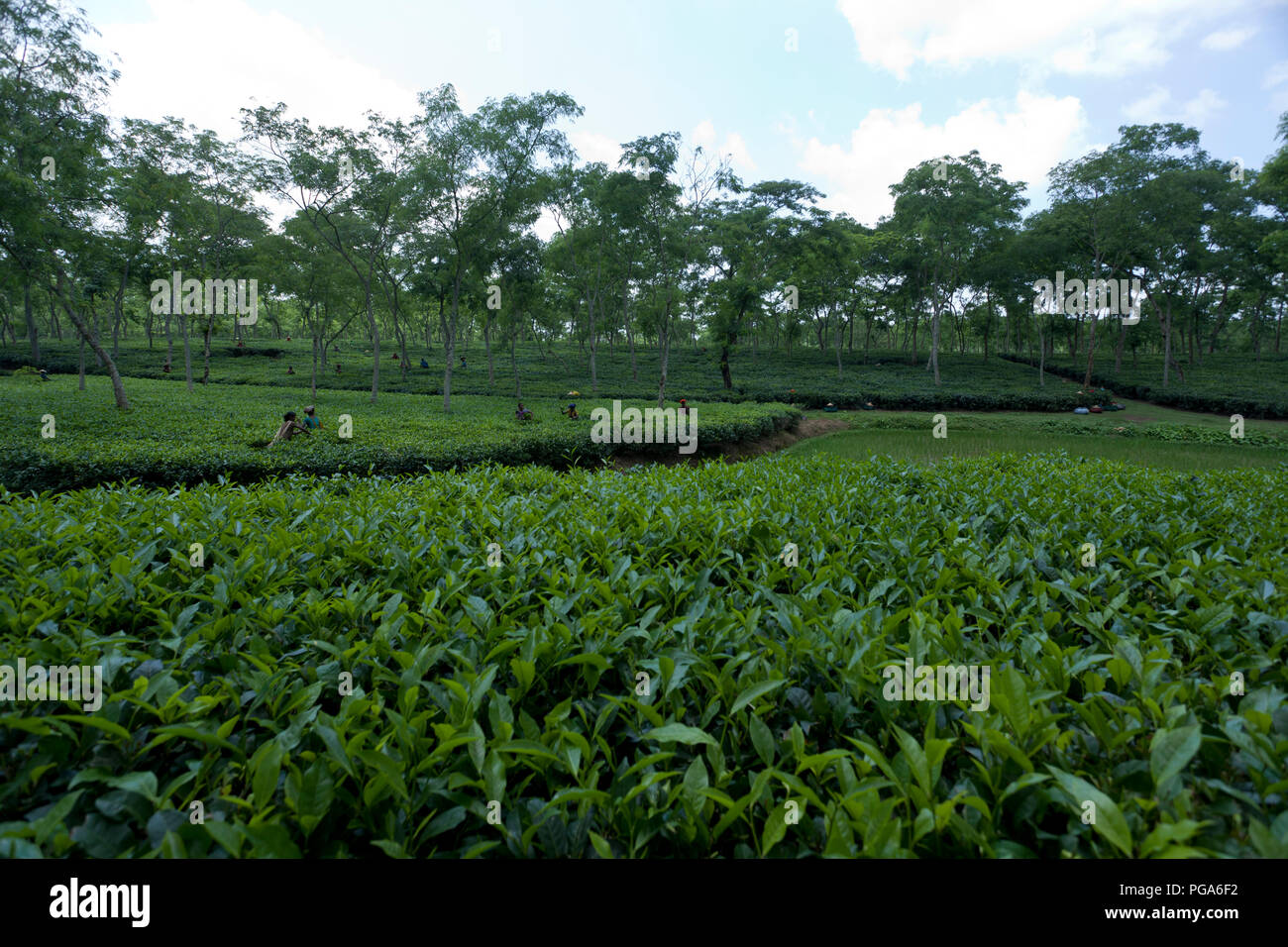 Jardin de thé à Srimangal. Moulvibazar, Bangladesh. Banque D'Images