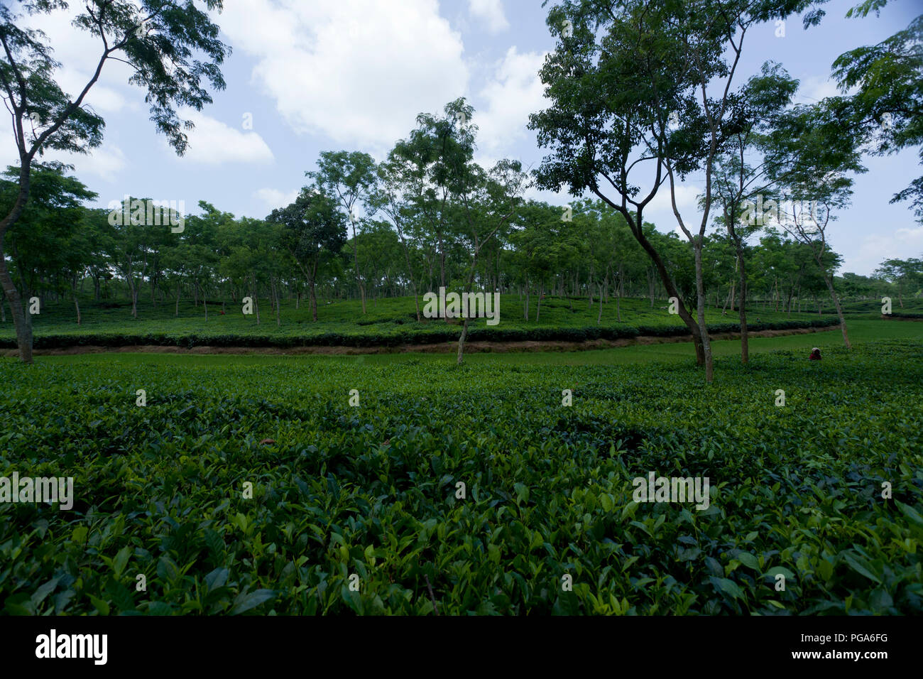 Jardin de thé à Srimangal. Moulvibazar, Bangladesh. Banque D'Images