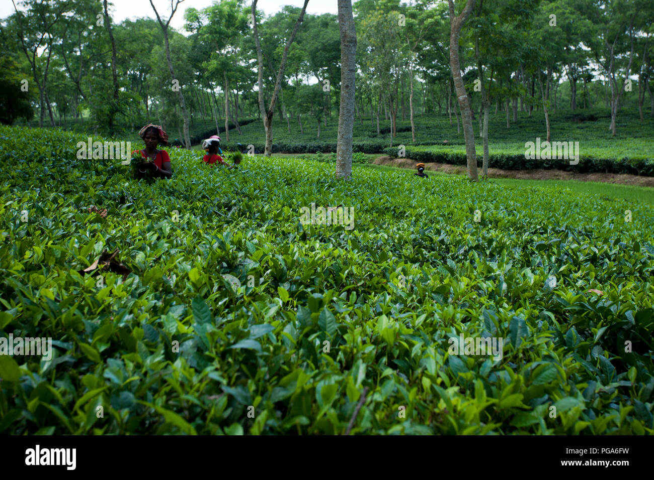 Les cueilleurs de feuilles de thé au travail tea garden. Srimangal, Moulvibazar, Bangladesh. Banque D'Images