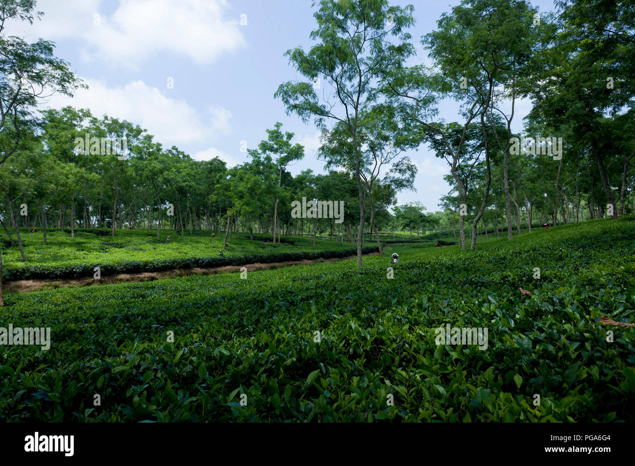 Jardin de thé à Srimangal. Moulvibazar, Bangladesh. Banque D'Images