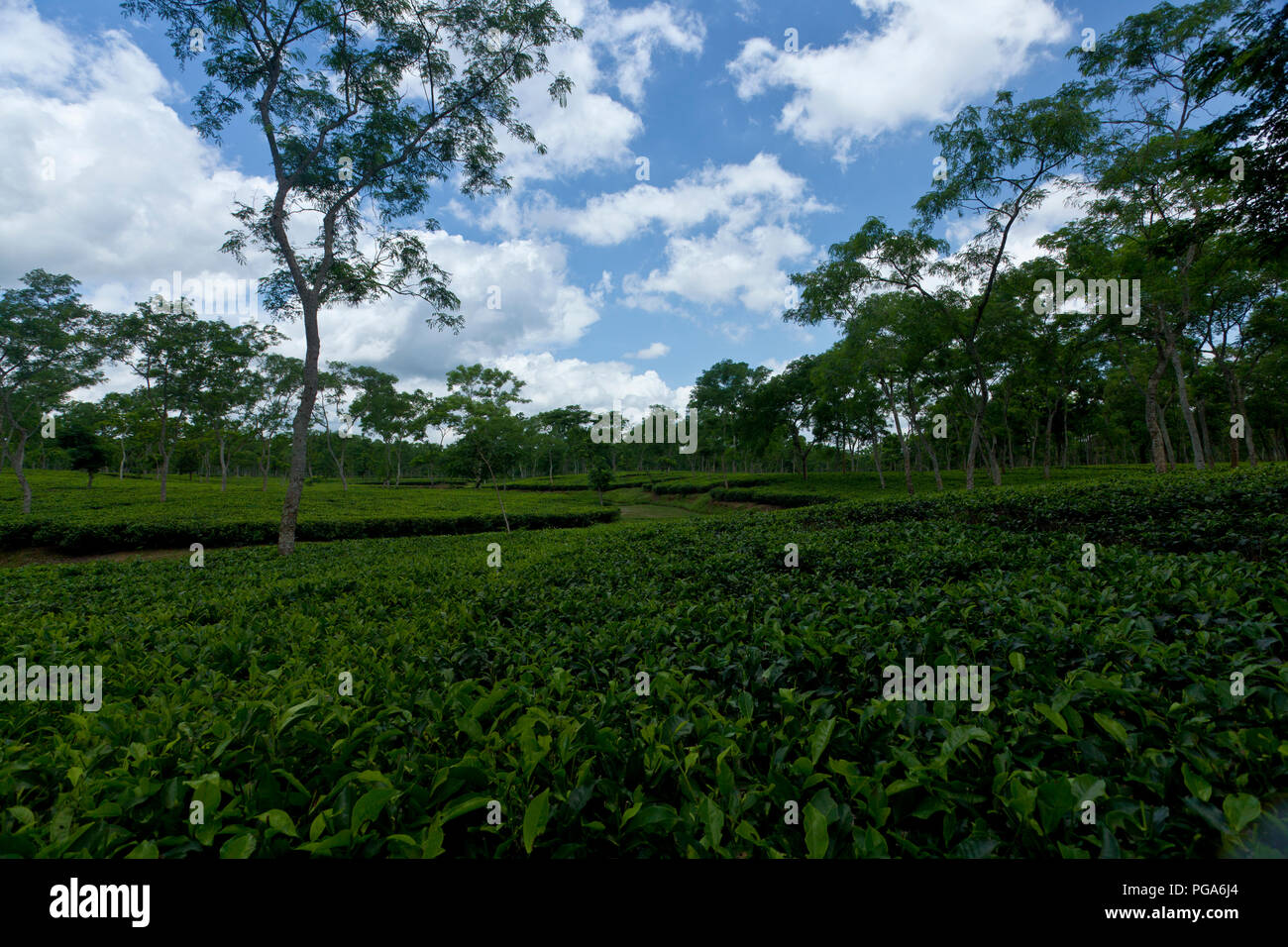 Jardin de thé à Srimangal. Moulvibazar, Bangladesh. Banque D'Images