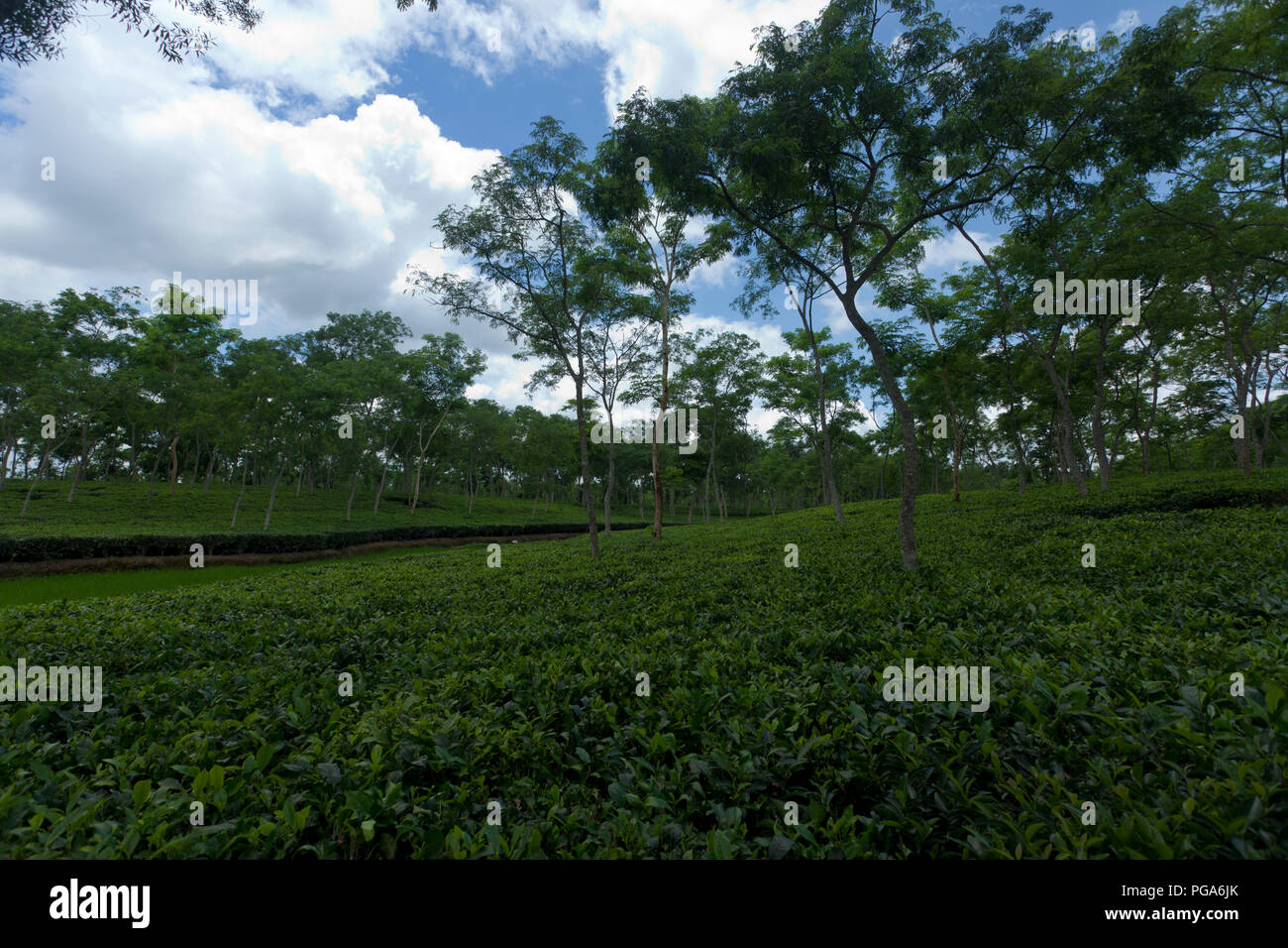 Jardin de thé à Srimangal. Moulvibazar, Bangladesh. Banque D'Images