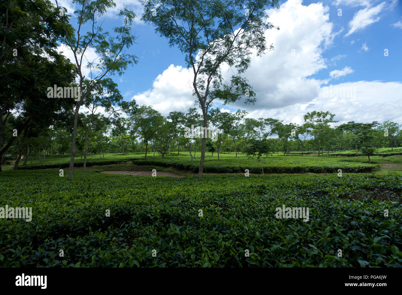 Jardin de thé à Srimangal. Moulvibazar, Bangladesh. Banque D'Images