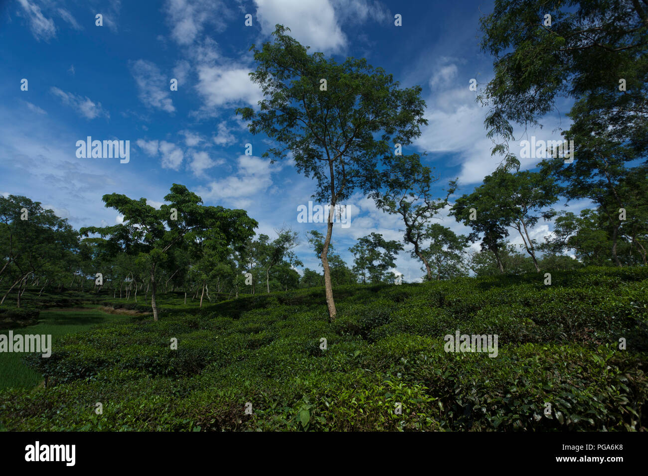 Jardin de thé à Srimangal. Moulvibazar, Bangladesh. Banque D'Images