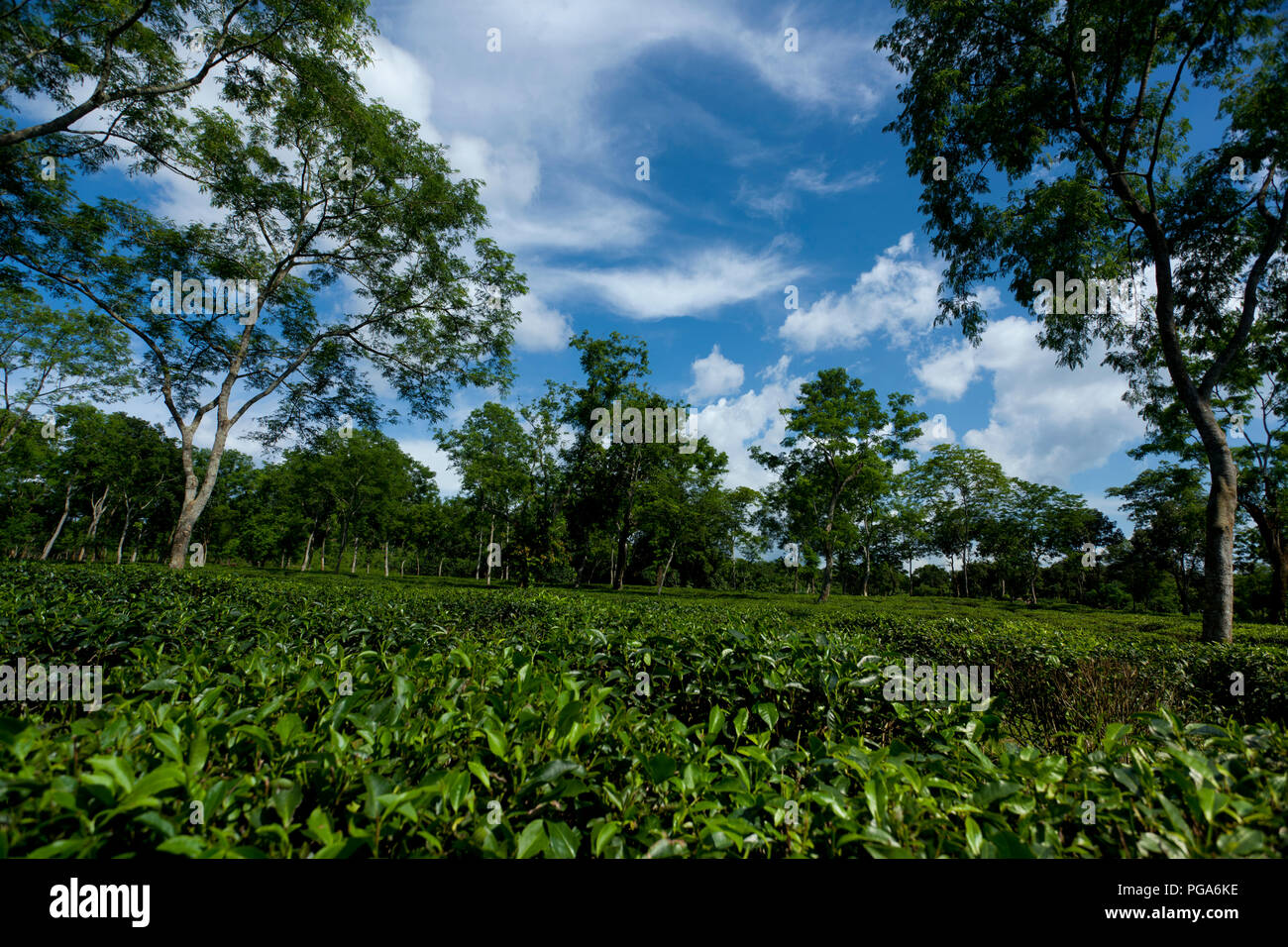 Jardin de thé à Srimangal. Moulvibazar, Bangladesh. Banque D'Images