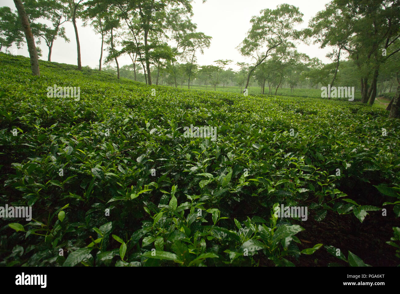 Jardin de thé à Srimangal. Moulvibazar, Bangladesh. Banque D'Images