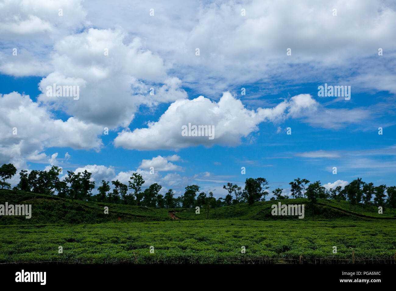 Jardin de thé à Hobiganj. Le Bangladesh. Banque D'Images