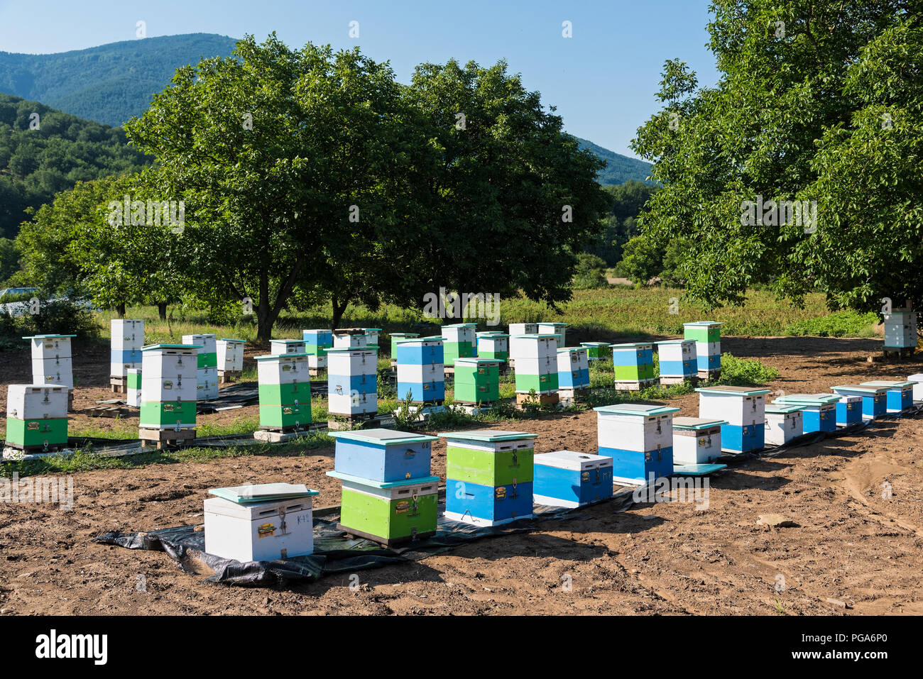 Ruches dans un champ avec des arbres près du Mont Olympe en Grèce Banque D'Images