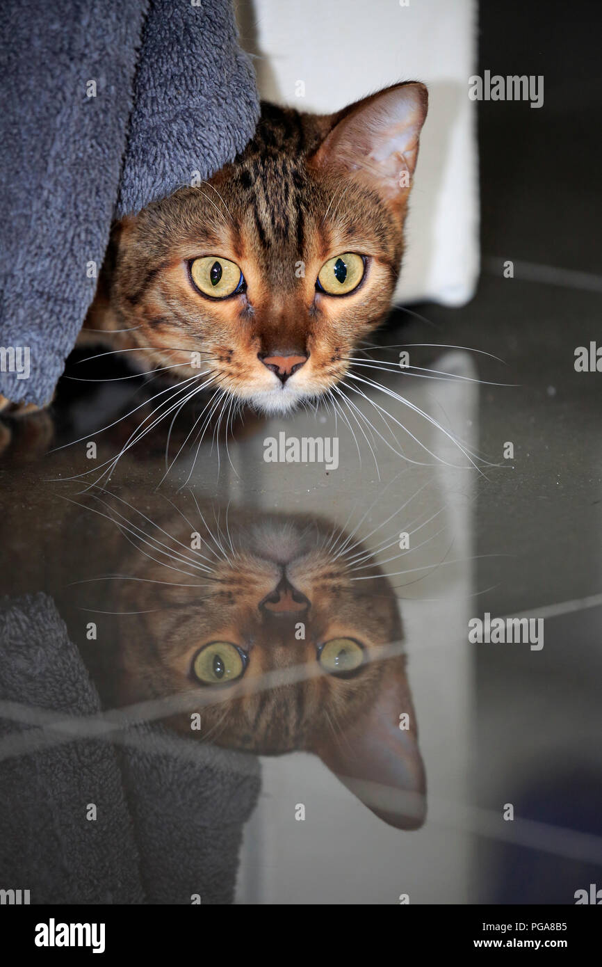 Bengal chat (Felis catus), Leopardette, des profils, des pairs de sous canapé, Allemagne Banque D'Images