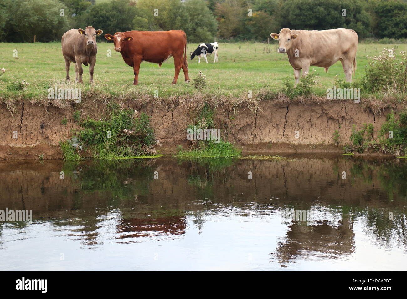 Les vaches sur les terres agricoles autour de river Ax dans l'est du Devon Banque D'Images