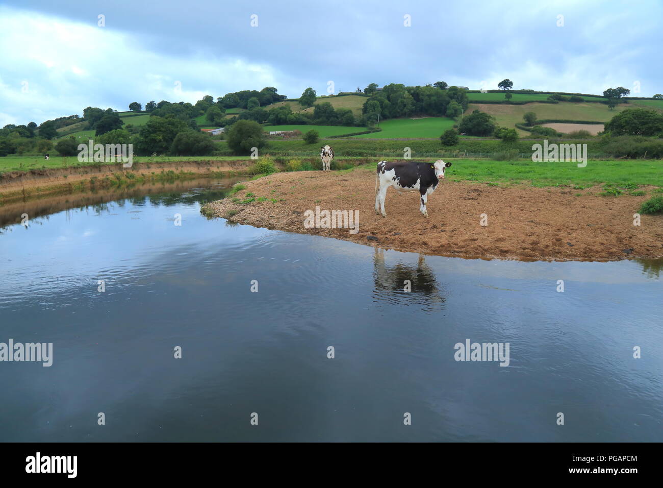 Les vaches sur les terres agricoles autour de river Ax dans l'est du Devon Banque D'Images
