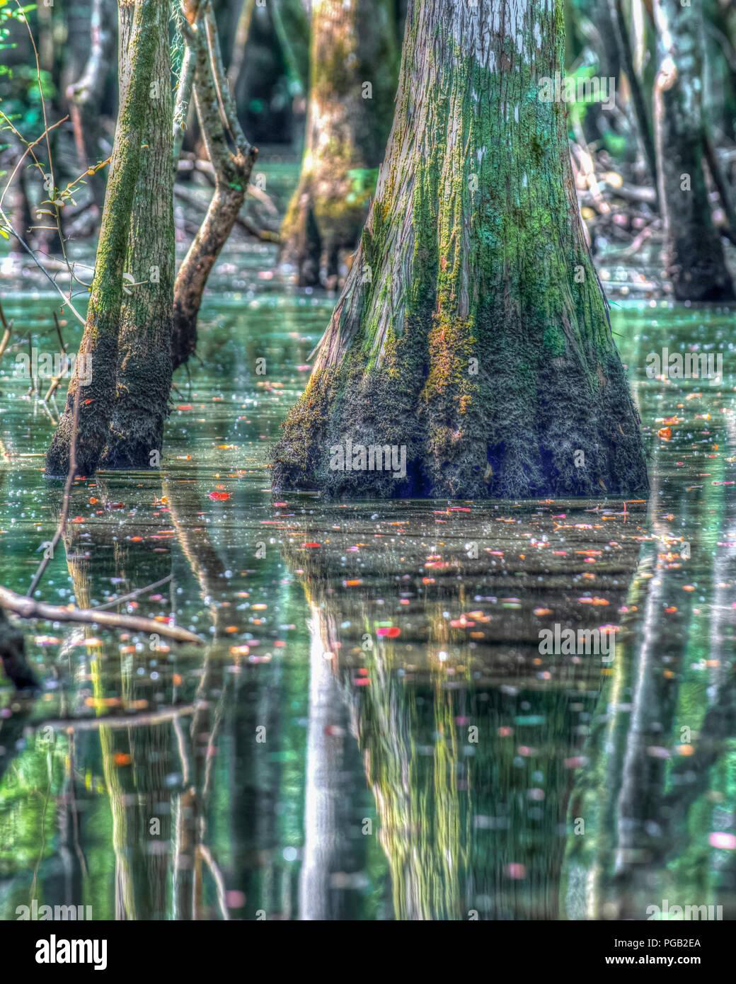 Beaux arbres marais de cyprès chauve en Caroline du Nord États-unis - Réflexion de l'arbre dans le cadre tranquille de l'eau saumâtre - Shalotte river Banque D'Images